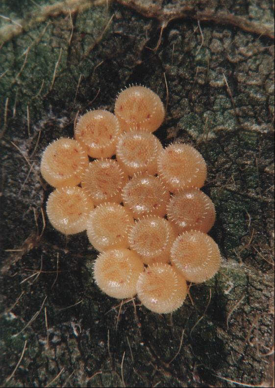 Eggs of Neotropical brown stink bug Euschistus heros