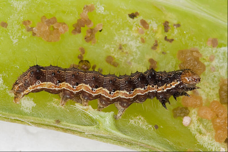 Larva of the Cotton bollworm Helicoverpa armigera