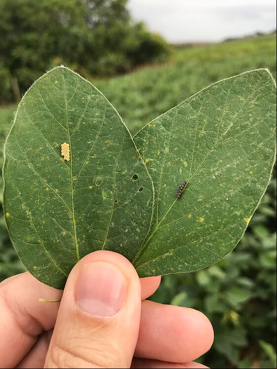 Eggs of Neotropical brown stink bug Euschistus heros