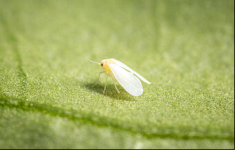 Greenhouse whitefly Trialeurodes vaporariorum Adult Illustration