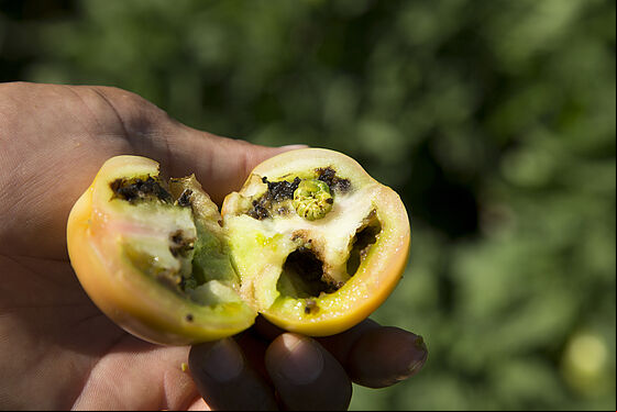 Larva of the Cotton bollworm Helicoverpa armigera in tomato fruit