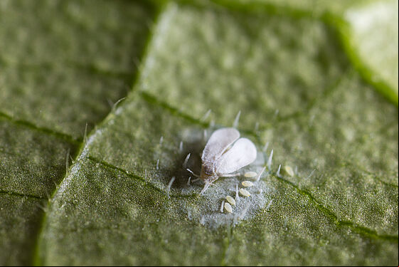 Greenhouse whitefly, Trialeurodes vaporariorum