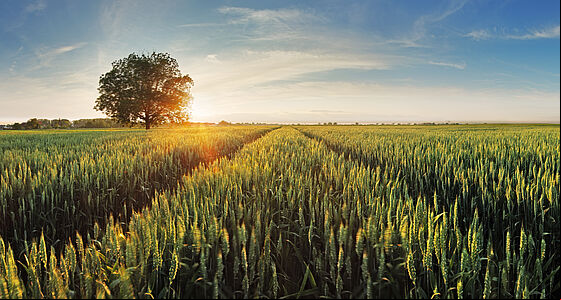 Wheat_crop.jpg