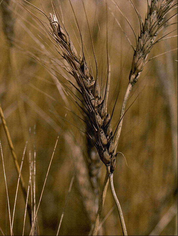 Damage on wheat caused by headblight Gibberella zeae (Fusarium)