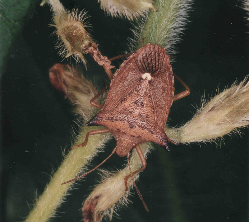 Adult form of Neotropical brown stink bug Euschistus heros